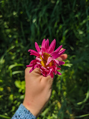 Kamen-na-Obi, Altai, Russia - May 24, 2020: Pyrethrum flower or garden chamomile. Bright pink petals with a yellow core. The stem is held by hand. Vertical.