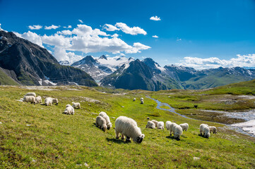 Valais Blacknose sheep on Nufenenpass in the Valais Alps