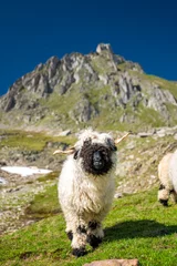 Fotobehang Valais Blacknose sheep on Nufenenpass in the Valais Alps © schame87