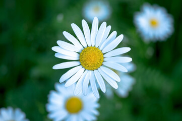 White Daisy close - up against the background of other daisies and dark green leaves. The view from the top. Background
