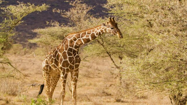 Girafe broute arbuste dans la savane Africaine Kenya