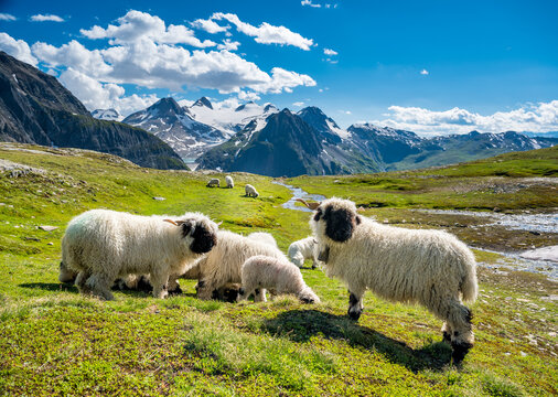 Valais Blacknose sheep on Nufenenpass in the Valais Alps