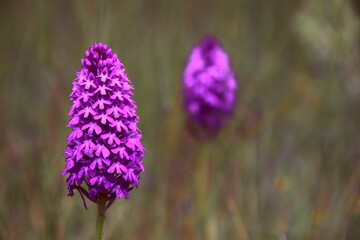 Pyramidal orchid (Anacamptis pyramidalis) adult on the left bank in green grass field. Saturated colors, abstract concept.