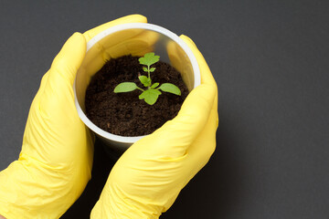 Close up hands of female gardener holding green tomato seedling.
