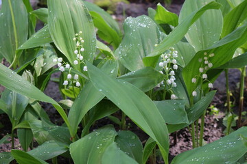Fototapeta premium Raindrops lie on leaves and flowers of lilies of the valley in a spring forest