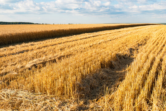 mowing wheat field © YARphotographer