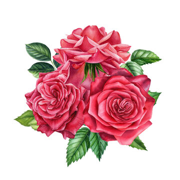 Bouquet of flowers red rose on isolated, white background watercolor hand drawing