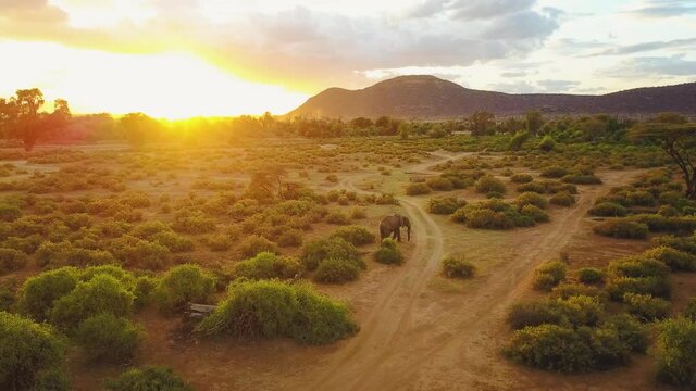 Coucher de soleil avec elephant dans la savane Africaine Kenya