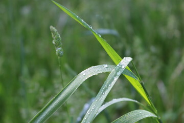 
Raindrops lie on blades of grass and shine in the sun