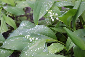 Raindrops lie on leaves and flowers of lilies of the valley in a spring forest