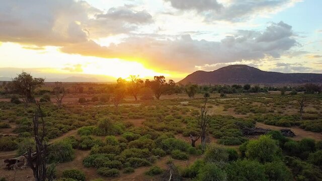 Coucher de soleil avec elephant dans la savane Africaine Kenya
