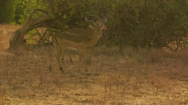 Troupeau de gazelles dans la savane Africaine Kenya