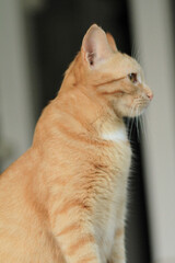 Chat Roux Orange 