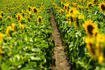 Beautiful row of sunflowers field