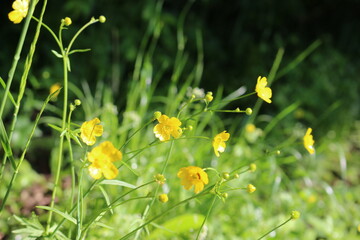 
Yellow flowers buttercups bloom in the meadow in summer