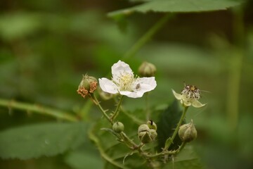 White flower of Rubus ulmifoliuses, a species of sarmentous-looking shrub in the Rosaceae family and is popularly known for its edible fruits, called blackberries.