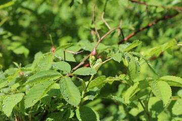 
Delicate pink buds appeared on the rose hip bush in spring