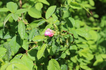 
Delicate pink buds appeared on the rose hip bush in spring