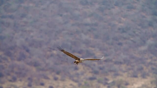 Aigle ravisseur attaque dans la savane Africaine Kenya
