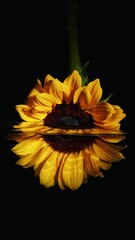 Sunflower, Helianthus annuus, is an herbaceous annual plant in the family Asteraceae, grown for its seeds. The plant has a thick, hairy, erect stem which gives rise to a large flower head.