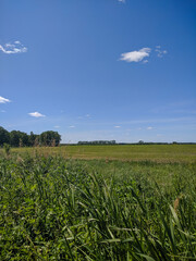 Kamen-na-Obi, Altai, Russia - May 25, 2020:  The boundless green field and blue sky. Vertical.