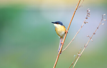 Ashy prinia perched on a dry branch