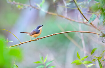 Ashy prinia sitting on a horizontal branch