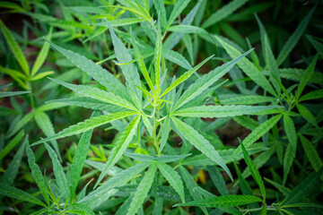 Marijuana bushes, Cannabis on natural blurred backgrounds.