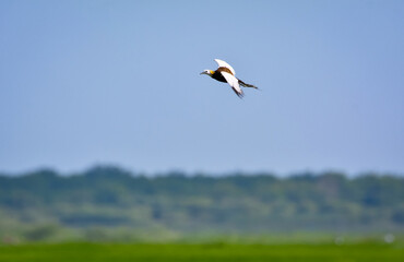 Pheasant-tailed jacana flying over green farm field