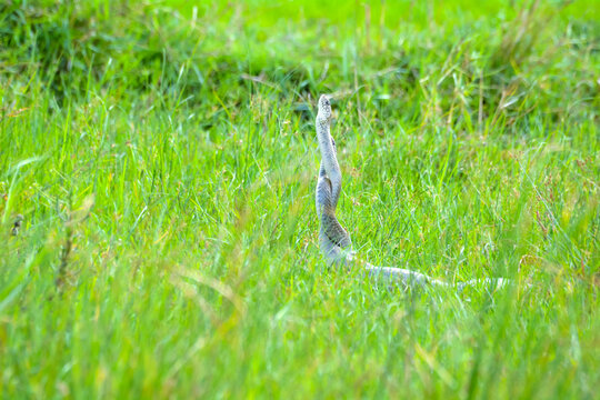 Rat snake male combat to assert dominance