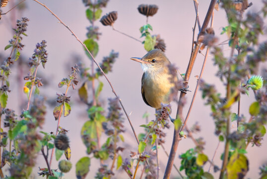 Clamorous Reed Warbler