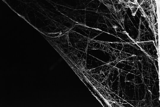 cobweb on a dark background