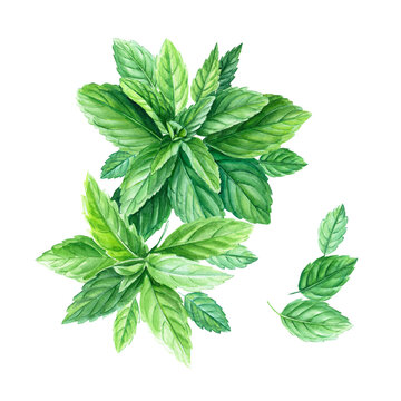 watercolor green mint leaves on white clip art preview