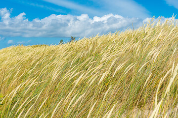 Beautiful dry and green grass field, reeds, stalks blowing in the wind with blue sky and clouds on...