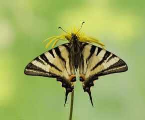 butterfly Iphiclides Podalirius  in the early morning in a clearing among forest flowers