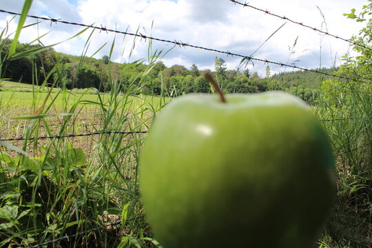 Grüner Apfel im Wald