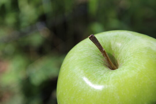 Grüner Apfel im Wald