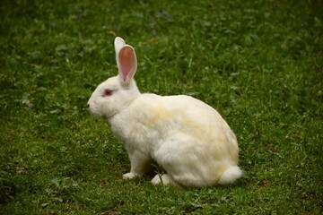 New Zealand breed white rabbit in green grass field.