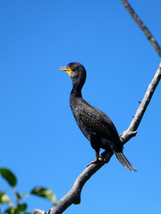 Cormorant bird sitting on tree branch