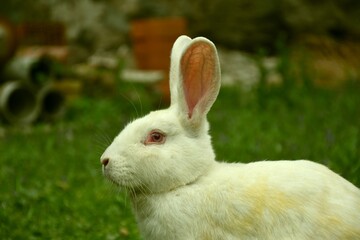 White rabbit in semi-freedom on grassy ground.