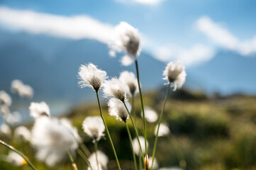 Fototapeta na wymiar alpine woolgrass in Grimselpass, Switzerland