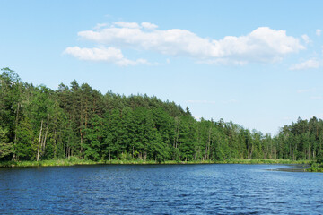 Small pond in forest. Lake landscape background. River water scenery. Trees growing in park scenic view. Blue sky woods panorama.