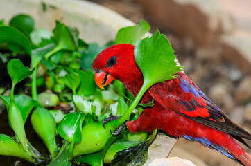 The red lory eating water plant