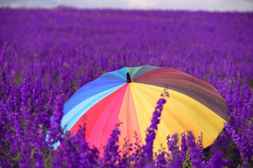 A multi-colored striped umbrella with all the colors of the rainbow and a field with lilac flowers.

