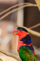 The black-capped lory sitting on the tree