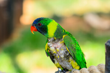 The rainbow lorikeet