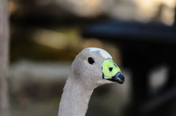 Portrait of the Cape Barren goose