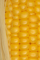 Rows of corn grains on the cob with leaf close up. Corn kernels background. 