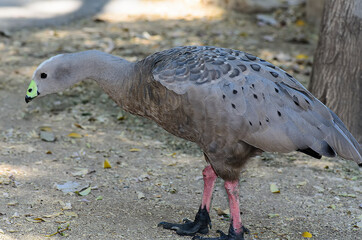 The Cape Barren goose in the natural environment