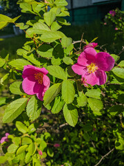 Noyabrsk, Russia - May 30, 2020: A rosehip flower with pink petals grows on a green field. Vertical.
